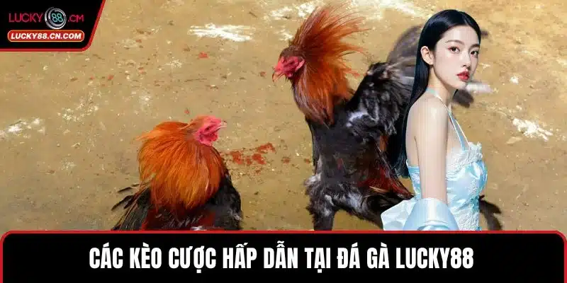 Đá Gà LUCKY88 - Khám Phá Sảnh Cược Online Đẳng Cấp Nhất 4 Các kèo cược hấp dẫn tại Đá gà LUCKY88